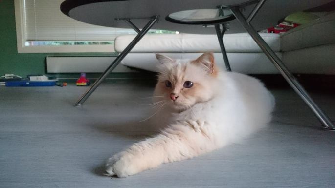 11777985_10155786115080125_425619696_n