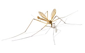 Tipula_paludosa